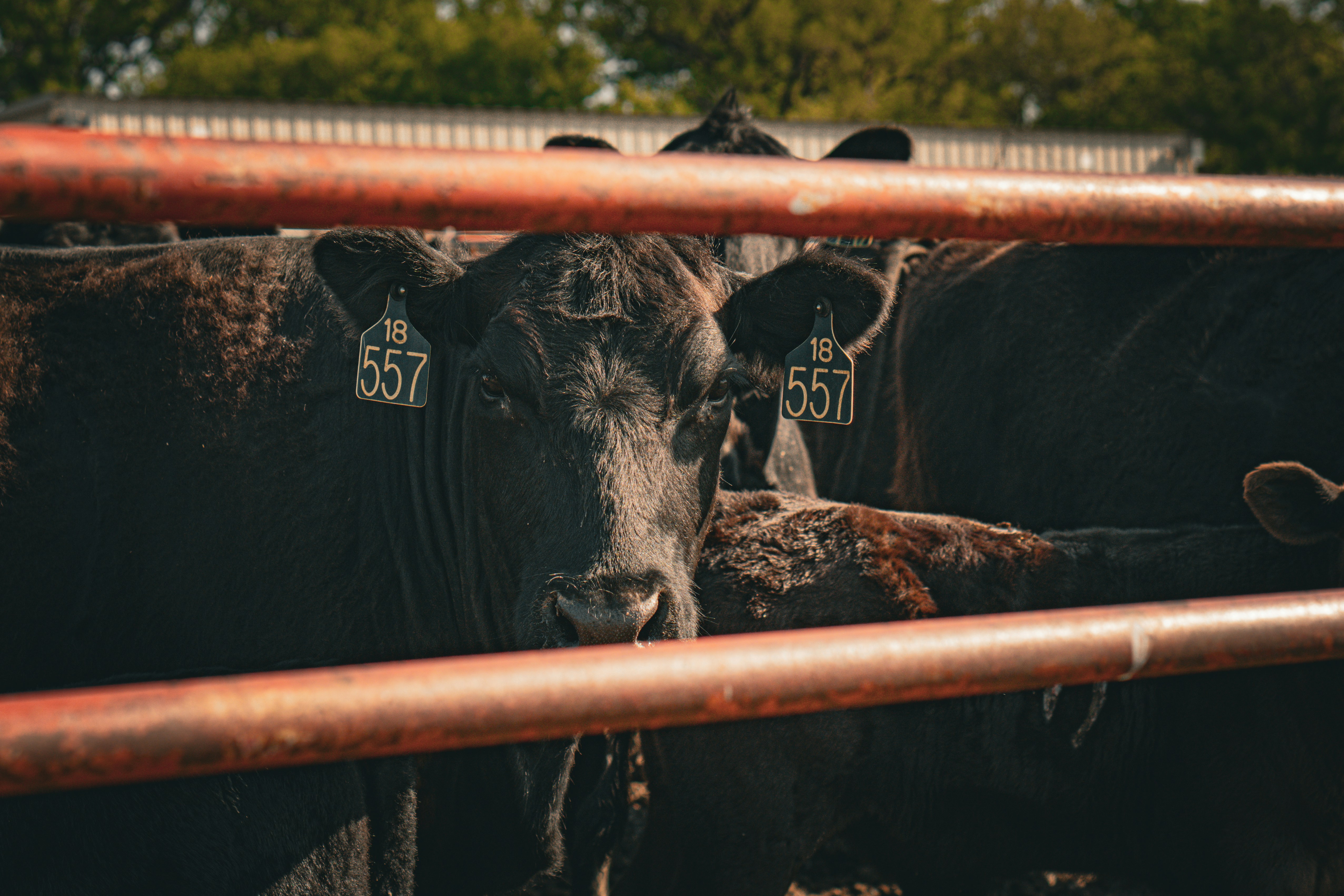 From 561 Companies to Four: The Beef Monopoly Trump's "Deal" Won't Touch