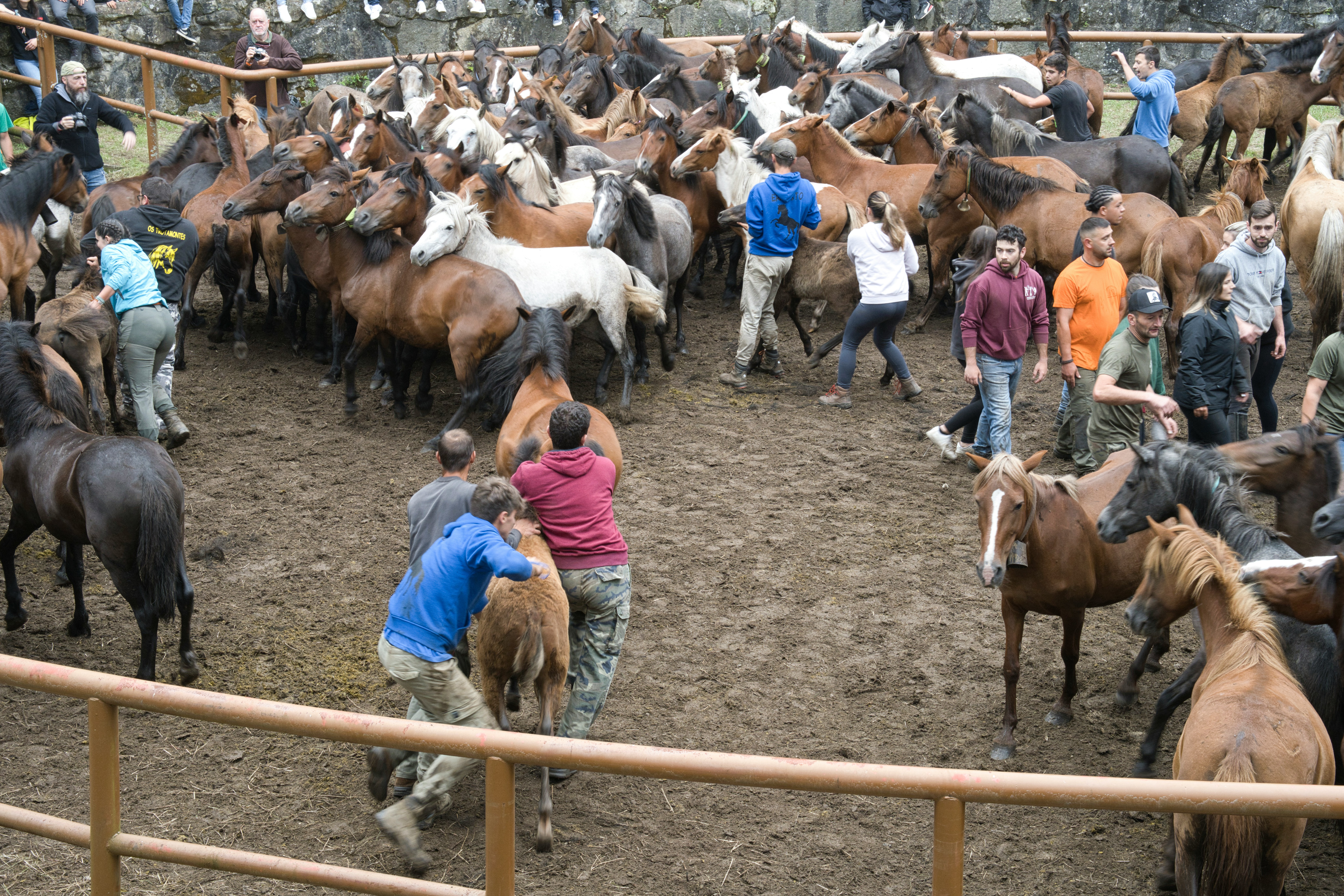 Protected on Paper: How Wild Horses Are Ending Up in Slaughterhouses